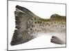 Salmon Trout (Tail)-null-Mounted Photographic Print