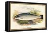 Salmon Trout-A.f. Lydon-Framed Stretched Canvas