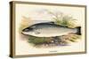 Salmon Trout-A.f. Lydon-Stretched Canvas