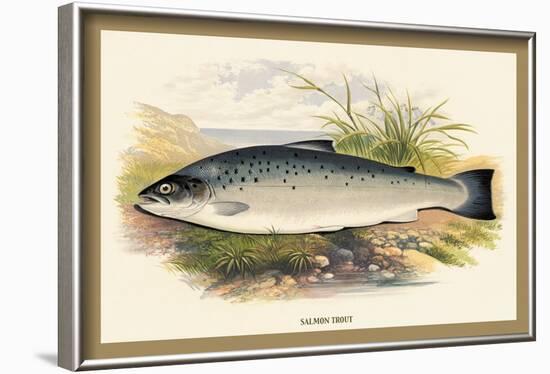 Salmon Trout-A.f. Lydon-Framed Art Print