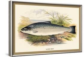 Salmon Trout-A.f. Lydon-Framed Art Print