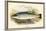 Salmon Trout-A.f. Lydon-Framed Art Print