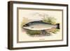 Salmon Trout-A.f. Lydon-Framed Art Print