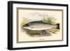 Salmon Trout-A.f. Lydon-Framed Art Print