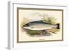 Salmon Trout-A.f. Lydon-Framed Art Print