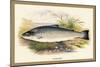 Salmon Trout-A.f. Lydon-Mounted Art Print