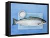 Salmon with a Dish of Sea Salt-Jan-peter Westermann-Framed Stretched Canvas