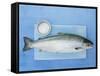 Salmon with a Dish of Sea Salt-Jan-peter Westermann-Framed Stretched Canvas