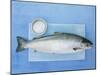 Salmon with a Dish of Sea Salt-Jan-peter Westermann-Mounted Photographic Print