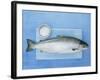 Salmon with a Dish of Sea Salt-Jan-peter Westermann-Framed Photographic Print