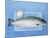 Salmon with a Dish of Sea Salt-Jan-peter Westermann-Mounted Photographic Print