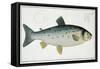 Salmon-Andreas-ludwig Kruger-Framed Stretched Canvas