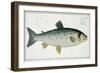 Salmon-Andreas-ludwig Kruger-Framed Giclee Print