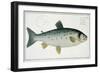Salmon-Andreas-ludwig Kruger-Framed Giclee Print