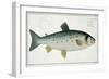 Salmon-Andreas-ludwig Kruger-Framed Giclee Print