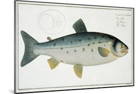 Salmon-Andreas-ludwig Kruger-Mounted Giclee Print