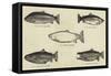 Salmon-null-Framed Stretched Canvas