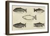 Salmon-null-Framed Giclee Print
