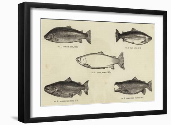 Salmon-null-Framed Giclee Print