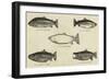 Salmon-null-Framed Giclee Print