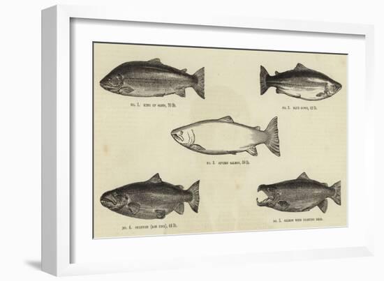 Salmon-null-Framed Giclee Print