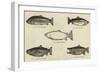 Salmon-null-Framed Giclee Print