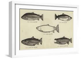 Salmon-null-Framed Giclee Print