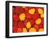 Salmonberries, Baranoff Island, Alaska, USA-Hugh Rose-Framed Photographic Print