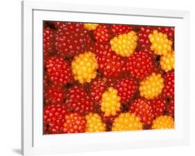 Salmonberries, Baranoff Island, Alaska, USA-Hugh Rose-Framed Photographic Print