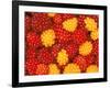 Salmonberries, Baranoff Island, Alaska, USA-Hugh Rose-Framed Photographic Print