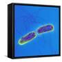 Salmonella Bacteria, SEM-Science Photo Library-Framed Stretched Canvas