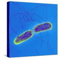 Salmonella Bacteria, SEM-Science Photo Library-Stretched Canvas