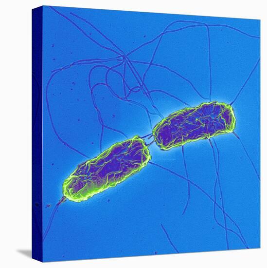 Salmonella Bacteria, SEM-Science Photo Library-Stretched Canvas