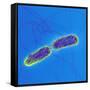 Salmonella Bacteria, SEM-Science Photo Library-Framed Stretched Canvas