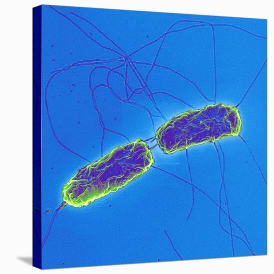 Salmonella Bacteria, SEM-Science Photo Library-Stretched Canvas