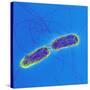 Salmonella Bacteria, SEM-Science Photo Library-Stretched Canvas