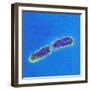 Salmonella Bacteria, SEM-Science Photo Library-Framed Premium Photographic Print