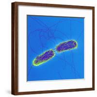 Salmonella Bacteria, SEM-Science Photo Library-Framed Premium Photographic Print