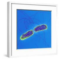 Salmonella Bacteria, SEM-Science Photo Library-Framed Premium Photographic Print