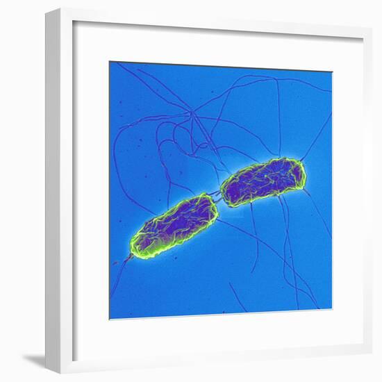 Salmonella Bacteria, SEM-Science Photo Library-Framed Premium Photographic Print