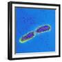 Salmonella Bacteria, SEM-Science Photo Library-Framed Premium Photographic Print