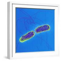 Salmonella Bacteria, SEM-Science Photo Library-Framed Premium Photographic Print