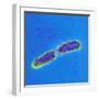 Salmonella Bacteria, SEM-Science Photo Library-Framed Premium Photographic Print