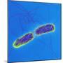 Salmonella Bacteria, SEM-Science Photo Library-Mounted Premium Photographic Print