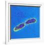 Salmonella Bacteria, SEM-Science Photo Library-Framed Photographic Print