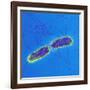 Salmonella Bacteria, SEM-Science Photo Library-Framed Photographic Print