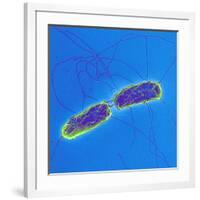 Salmonella Bacteria, SEM-Science Photo Library-Framed Photographic Print