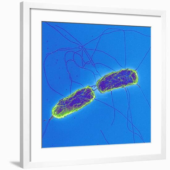 Salmonella Bacteria, SEM-Science Photo Library-Framed Photographic Print