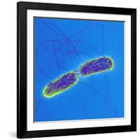 Salmonella Bacteria, SEM-Science Photo Library-Framed Photographic Print