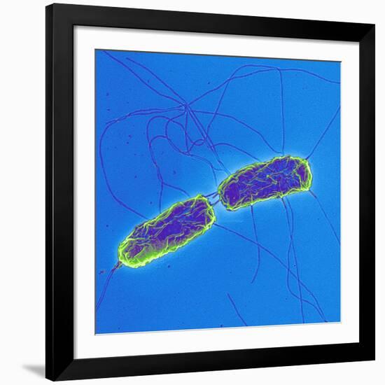 Salmonella Bacteria, SEM-Science Photo Library-Framed Photographic Print